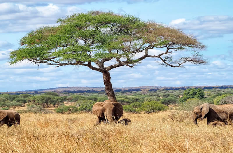 Tarangire