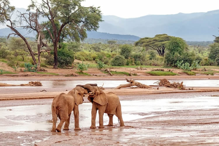 Samburu